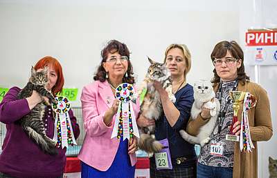   ' -'  5-6  2014 WCF- wcf-Young CatSalon-296.jpg